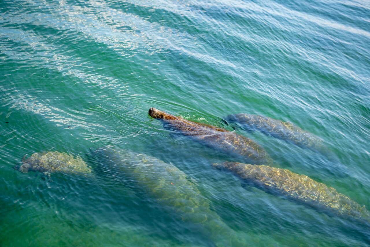 Wildlife Sightseeing