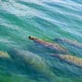 wildlife sightseeing cruise Tampa Bay